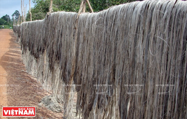 Le jute est séché avant d’être traité avant emploi pour l’artisanat.