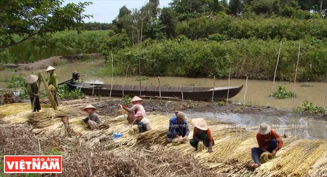 Récolte de jute. 