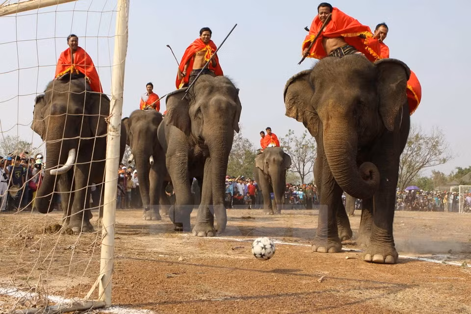 Match de foot des éléphants.