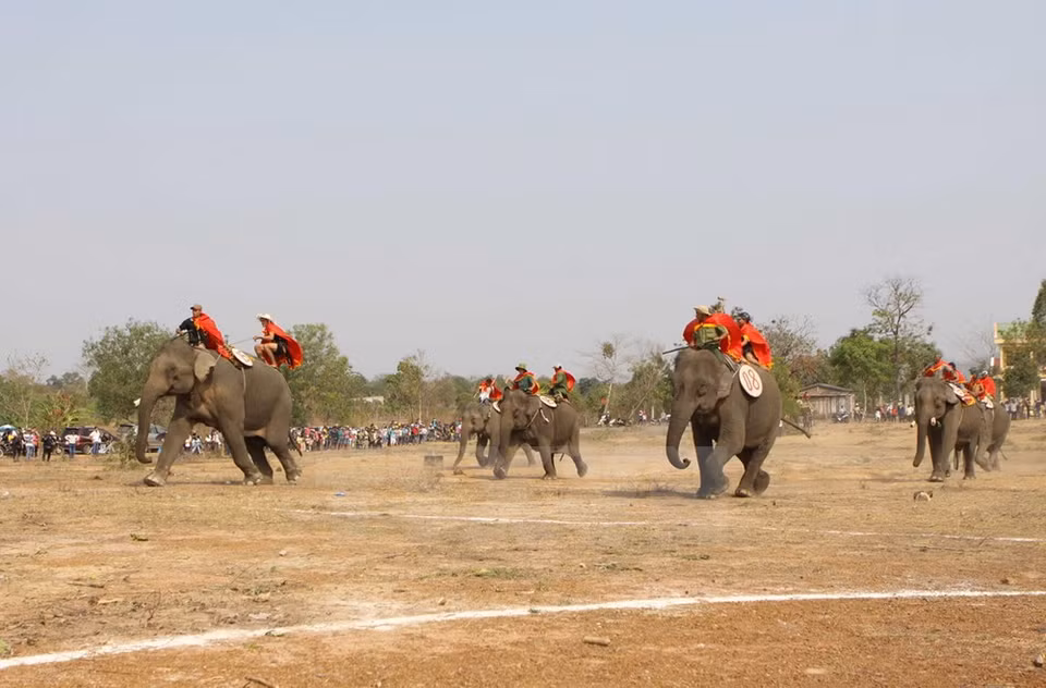 ​Course des éléphants. 