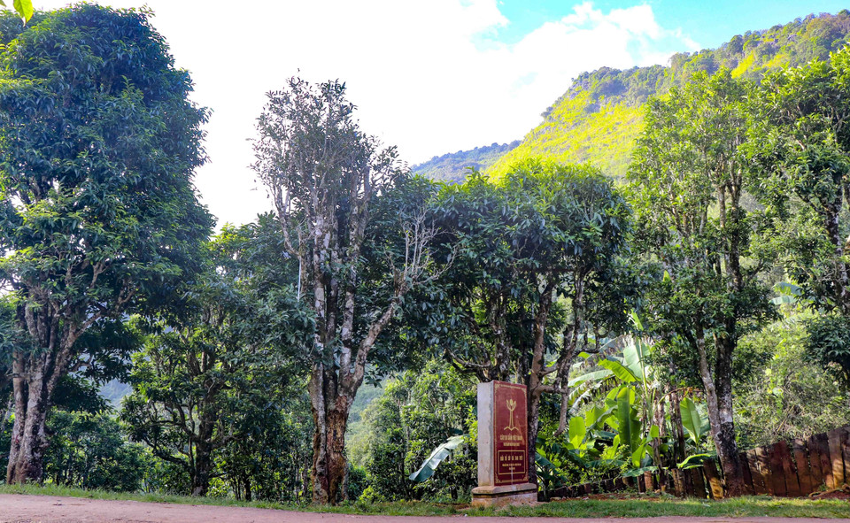 Les théiers Shan Tuyêt du district de Tua Chua ont été reconnus "arbres du patrimoine vietnamien". Photo: VNA