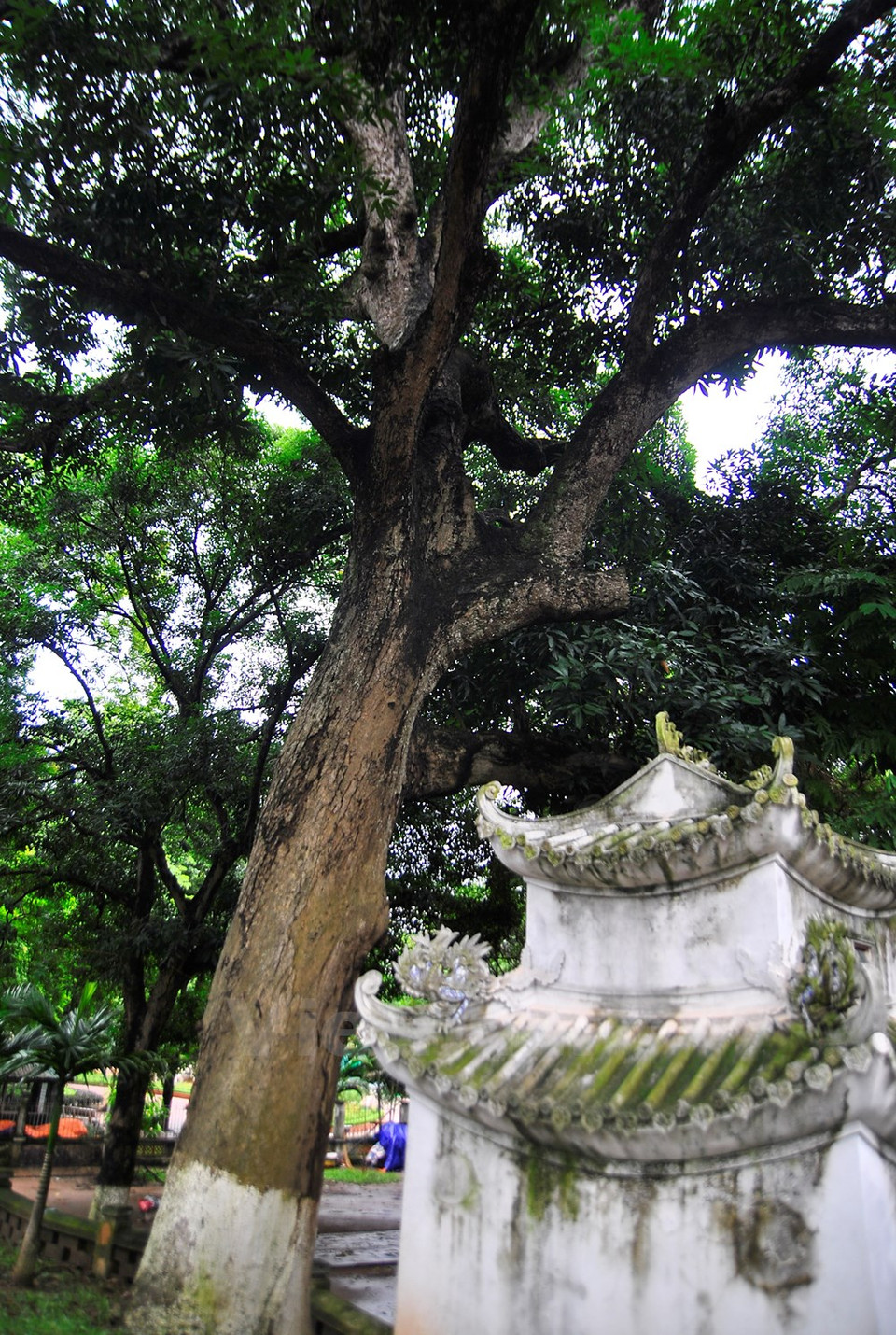Le temple de Voi Phuc possède neuf arbres de 700 ans.