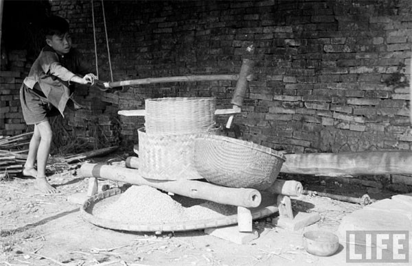 Un garçon écorce du paddy.