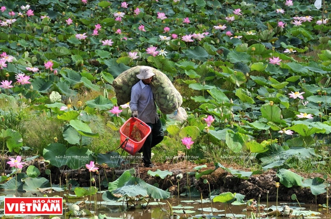 Les pétales de lotus seront vendus aux commerçants du coin.