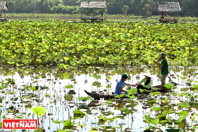 Cueillette des pétales.
