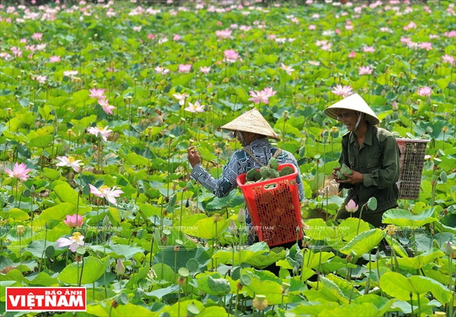 Un habitant guide un touriste dans la cueillette des lotus.