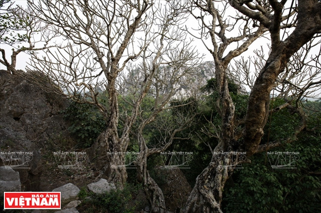 La pagode Vô Vi est entourée de grands arbres séculaires. 