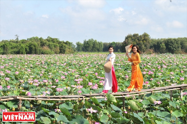 Une allée en bois au dessus des étangs de lotus. Pour des photos du plus bel effet.