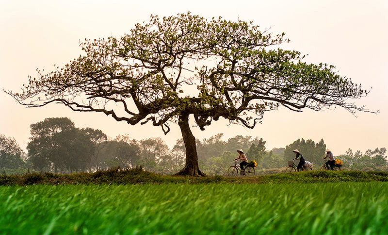 Cette exposition présente 30 clichés reflétant le charme de Hanoi aux quatre saisons. Clôture le 29 août.