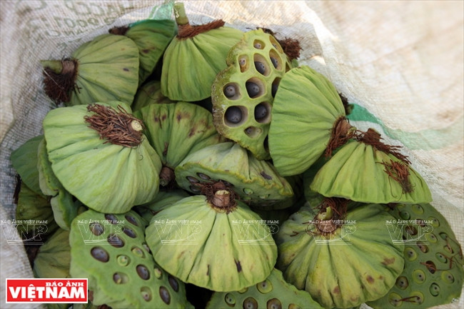 La récolte des fruits de lotus.