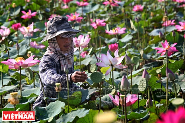 Récolte des fruits composés de lotus constitués par le réceptacle floral charnu au mois d’août. 