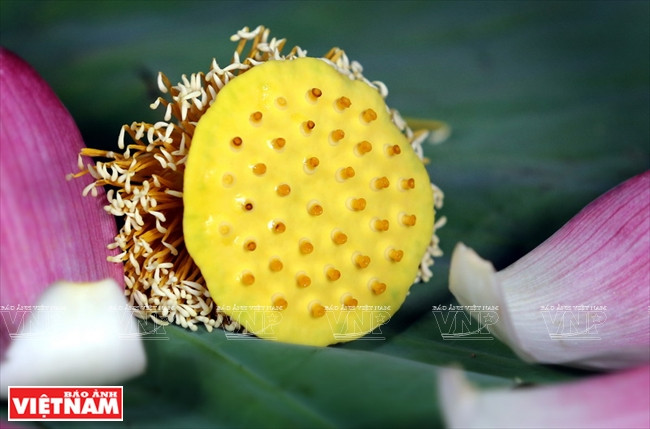 Lorsque les fleurs de lotus se sont fânées, on peut voir des fruits qui, après un certain temps sont récoltés pour les graines. 