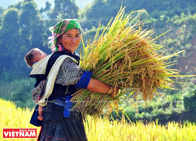 Selon une femme de la commune de Chê Cu Nha (Mù Cang Chai), une fois récolté, le riz sera séché à même le champ environ trois jours, puis battu et emballé et enfin transporté à la maison. 