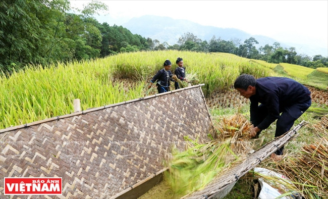 Après la récolte du riz, les gens de l’ethnie Nùng, commune de Pô Lô (Hoàng Su Phi), battent le riz sur le terrain. 