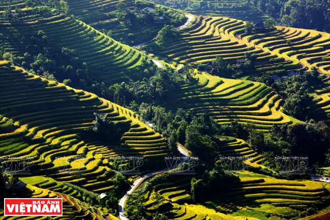 Rizières en terrasses dans la commune de Ban Luôc (Hoàng Su Phi). 
