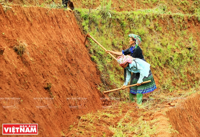 Femmes H’mông à Mù Cang Chai coupent de mauvaises herbes sur les diguettes. 