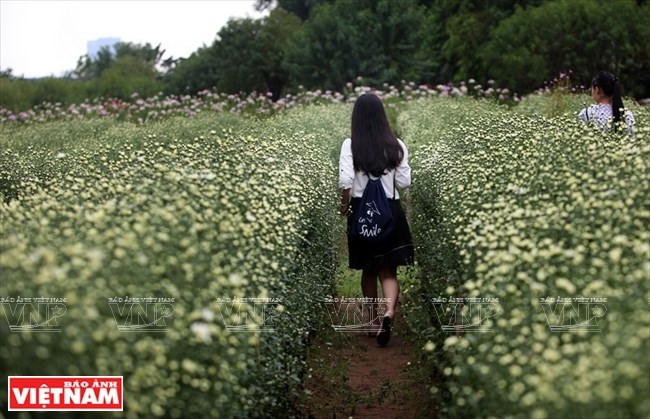 Les fleurs de chrysanthème des Indes donnent aux visiteurs l’impression de se perdre dans un espace romantique et enivrant.