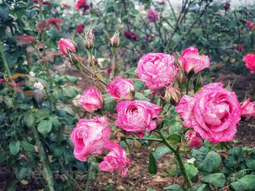 Les touristes peuvent contempler les fleurs nationales qui brillent à côté de celles de renommée nternationale comme les roses dites à un million de dollars : la rose Juliette, la Black Baccara, la Golden Célébration, le Maurice Utrillo, entre autres.