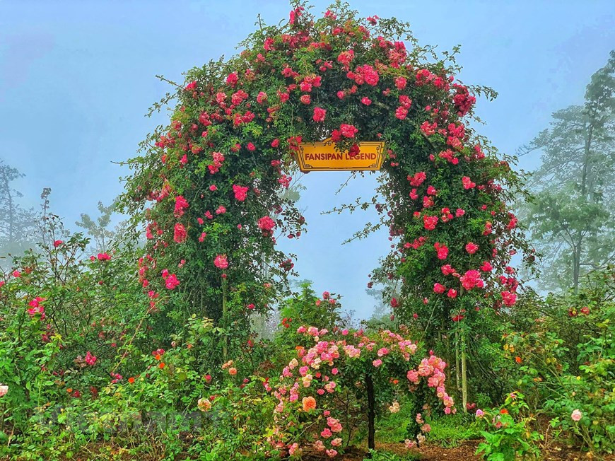 L’une des attractions les plus importantes de la vallée est les tapis aux couleurs vives de rosiers grimpants, que l’on ne trouve qu’à Sapa.