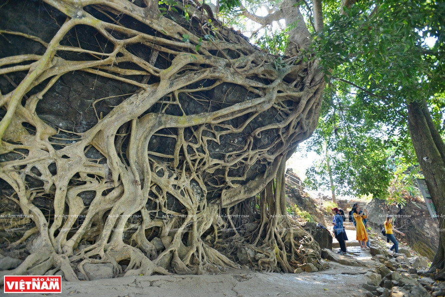 Racine géante embrassant une roche, créant des formes étranges. Photo : VNP 