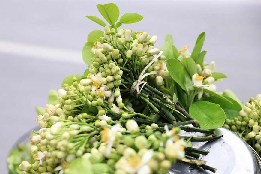 Les fleurs de pamplemousse fleurissent souvent au début de mars. Mais cette année, il ne fait pas très froid, les pamplemousses fleurissent plus tôt. Le prix des fleurs n’est pas plus cher que celui des années précédentes.