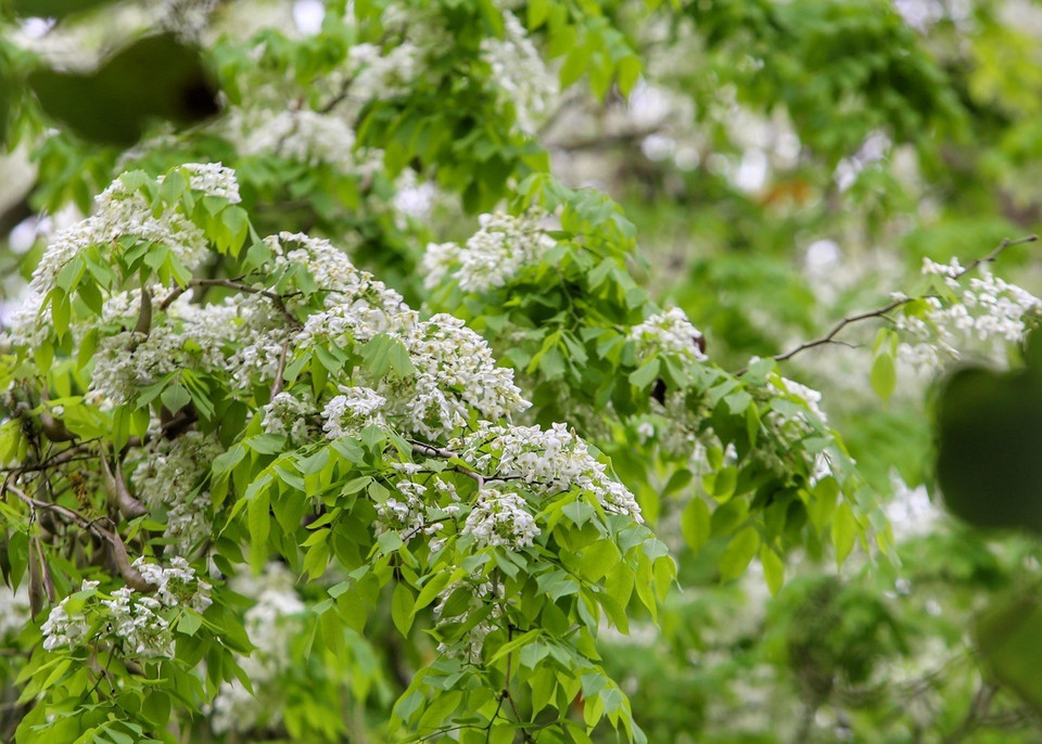Les arbres "sua" ont été plantés de façon clairsemée dans certaines rues (Phan Dinh Phung, Hàng Dau, Tran Hung Dao, Hoang Hoa Tham, Phan Chu Trinh, Thanh Nien…), ou espaces verts (Jardin botanique, parc Thong Nhat). Il n'est pas aisé de pouvoir admirer les fleurs blanches car elles s'épanouissent seulement pendant quelques semaines au printemps. 