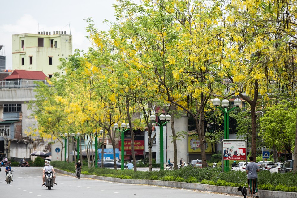 Ces dernières années, le Vietnam a importé plusieurs arbres. Ainsi, à Hanoï apparaissent de nouvelles fleurs, dont celles de tabebuia aurea (appelé «phong linh» en vietnamien). Entre mars et mai, une rue dans le quartier résidentiel de Park City de l’arrondissement de Hà Dông est ainsi parsemée de fleurs de tabebuia aurea, et de ce fait très fréquentée par les jeunes pendant le week-end. Ces arbres, originaires d’Amérique du Sud, ont été importés au Vietnam afin d’animer les rues et les espaces verts dans plusieurs nouveaux quartiers résidentiels de leur spectaculaire couleur jaune vif. Ils sont en pleine floraison entre mars et mai, créant un paysage romantique, attirant professionnels et amateurs de photographie.