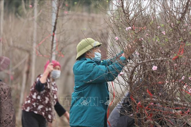 Nhat Tan est connu pour ses deux types de fleurs de pêcher: l’un avec des pétales roses clairs, l'autre avec des pétales roses foncés - presque rouges. Photo: VNA