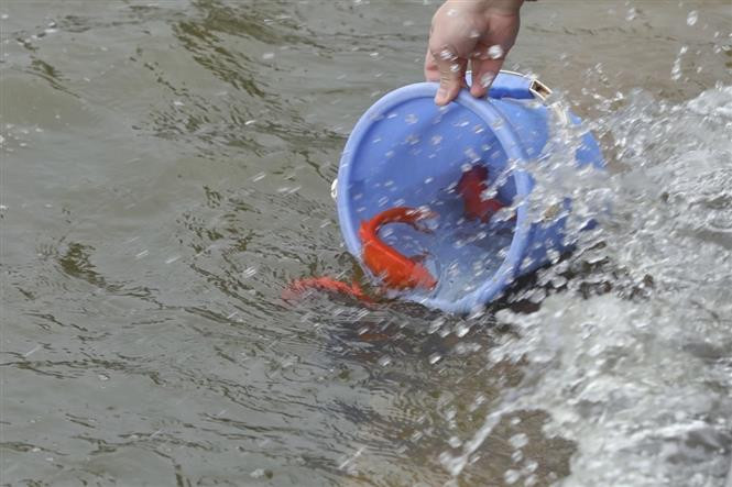 Les gens libèrent des carpes dans le lac de l'Ouest ce matin, 25 décembre 2020. 