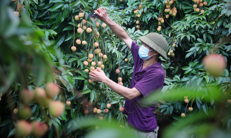 Prendre soin des litchis à maturation précoce exportés vers le Japon chez un agriculteur de la commune de Phuc Hoa, district de Tan Yen, province de Bac Giang.