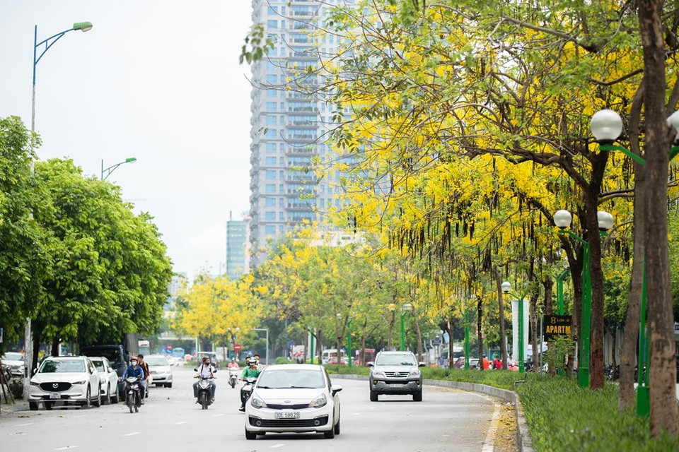Les mois de mai et de juin sont le moment où les Cassia fistula fleurissent dans plusieurs rues à Hanoï, notamment dans celles Lê Trong Tân, Nguyên Dinh Thi, Lac Long Quân et autour du lac de l’Ouest. Cassia fistula a pour noms communs cassier, faux séné, faux caroubier, douche d’or, averse dorée, arbre de pluie dorée, casse, canéfier ou encore cytise indien. Les arbres sont couverts d’une abondante floraison jaune, où les feuilles sont à peine visibles. Les fleurs sont produites en grappes pendantes de 20 à 60 cm de longueur, garnies de nombreuses fleurs. Au début de l’été, la route autour du lac de l’Ouest dans la capitale est teintée de cette couleur jaune caractéristique de ces beaux arbres à fleurs suspendus. Sous le soleil de feu à cette saison, le jaune vif des fleurs du Cassia fistula semble être doré. 