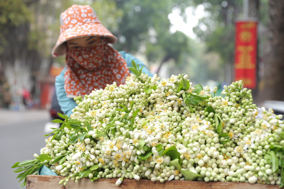 Les Hanoïens ont l’habitude d’acheter des fleurs de pamplemousse pour rendre culte aux ancêtres ou les mettre dans un petit pot à fleurs, embaumer le thé …
