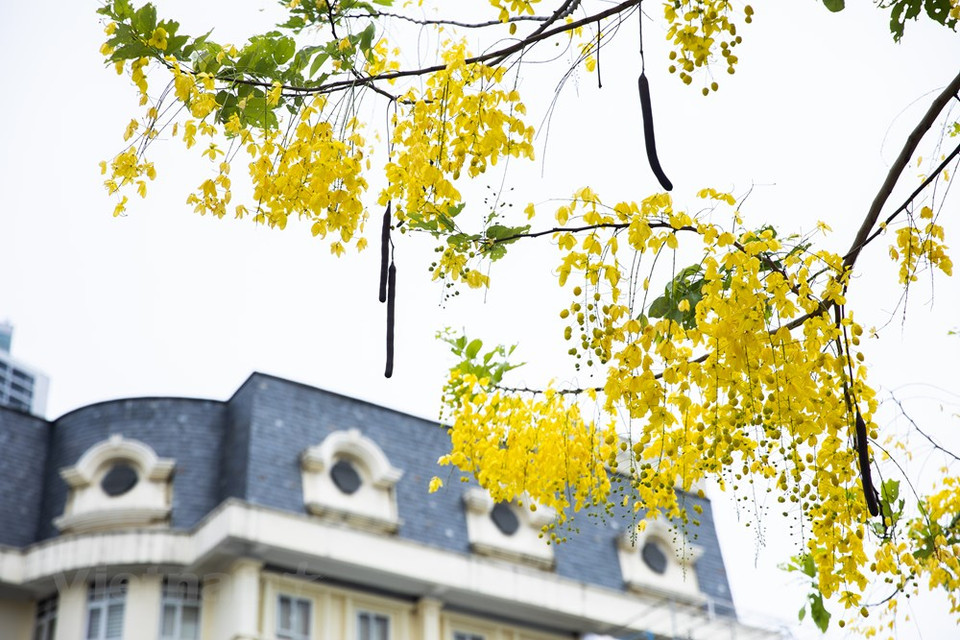 De leur côté, les fleurs de flamboyants sont également un symbole de l’été. Elles sont appelées "fleurs de phénix" pour leur couleur semblable à celle de l’oiseau légendaire. Les magnifiques fleurs de flamboyants avec leur couleur rouge écarlate incarnent la chaleur des sentiments et la gaieté. Cette spectaculaire floraison est souvent accompagnée du chant assourdissant des cigales. Quel plaisir de se promener et de profiter de cette réjouissante explosion de couleurs et de senteurs! Cette fleur est aussi surnommée la fleur des étudiants car son arbre se trouve souvent dans les cours des écoles. Lorsque le flamboyant fleurit, il annonce la venue des examens et des vacances. Il est le témoin des séparations de fin d’année et des souvenirs inoubliables de jeunesse. 