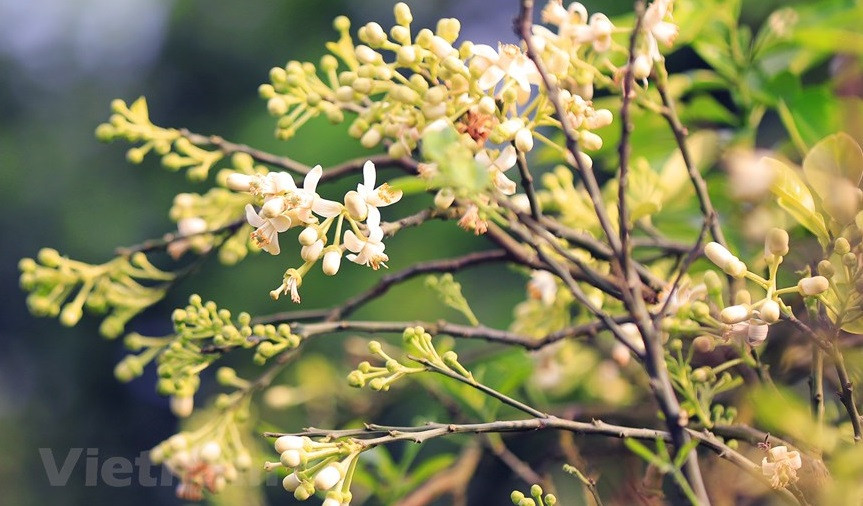La saison des fleurs de pamplemousse ne dure qu’environ un mois, de nombreux Hanoïens en profitent pour apporter à la maison des fleurs de pamplemousse d’une belle blancheur avec un parfum doux et pénétrant.