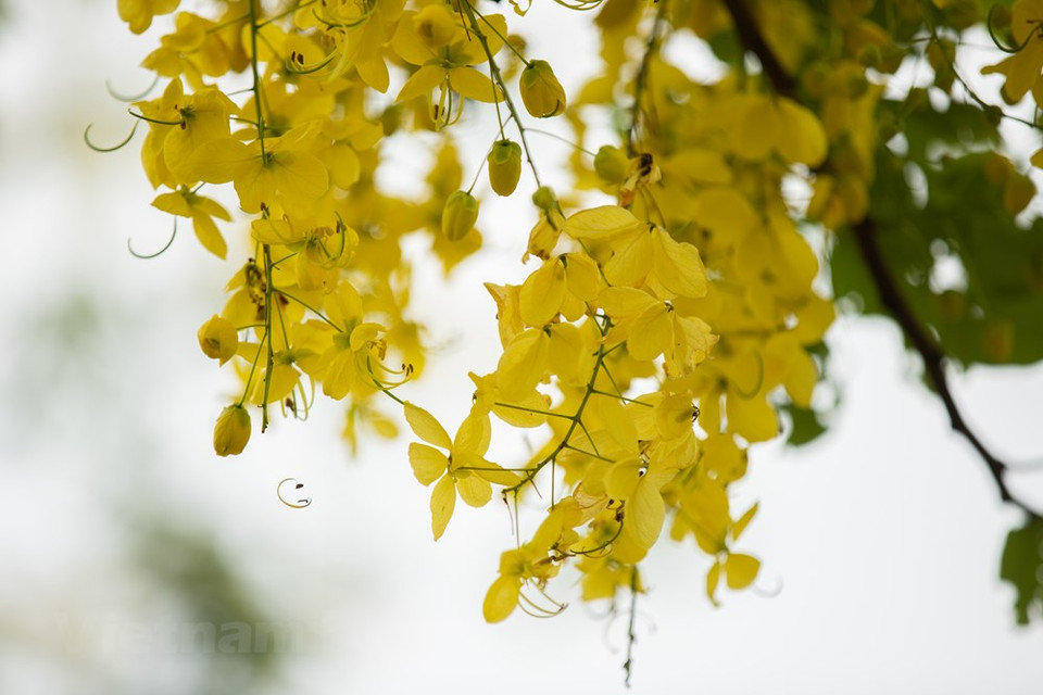 À l’automne, c’est la saison des fleurs «sữa» qui embaumeront de son parfum suave les rues le soir. L’Alstonia scholaris «sữa» est le nom de l’arbre qui donne ces fleurs. C’est une espèce typique de l’automne hanoïen et qui apparaît souvent du mois d’octobre au mois de décembre. C’est un arbre tropical de grande taille avec des petites gerbes de fleurs minimes de couleur ivoire qui se cachent en haut dans les feuillages. Malgré leur taille modeste, les fleurs «sữa» possèdent un pouvoir merveilleux, celui de parfumer l’ensemble de la ville durant les semaines d’automne. La fleur «sữa» entre aussi dans plusieurs œuvres poétiques et musicales comme étant le symbole de l’amour, des souvenirs et de la nostalgie. Une fois parti loin de sa ville natale, on emporte avec soi le souhait de se replonger dans le parfum agréable de cette fleur.