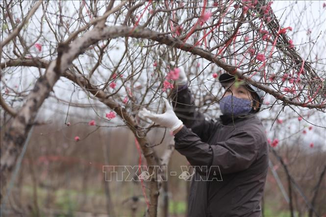 Pour pouvoir sortir de belles branches de pêchers, les horticulteurs s’y prennent plusieurs semaines, voire plusieurs mois à l’avance. Tout est calculé pour que la floraison se produise pendant le Têt. Photo: VNA