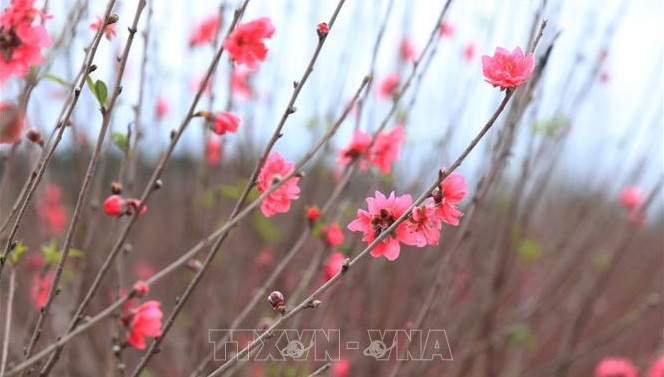 Les pêchers sont en fleurs entre le 15e et le 25e jour du dernier mois de l'année lunaire. Photo: VNA