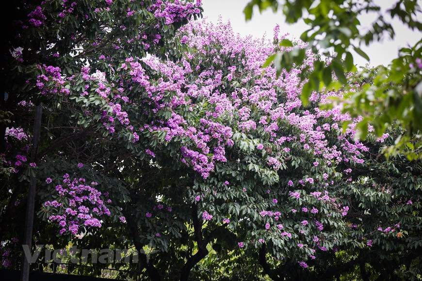 En été, Hanoï n’est pas seulement attirante avec le rouge de ses flamboyants ou le jaune de ses fleurs de Diep, mais aussi avec le violet de ses fleurs Bang Lang.