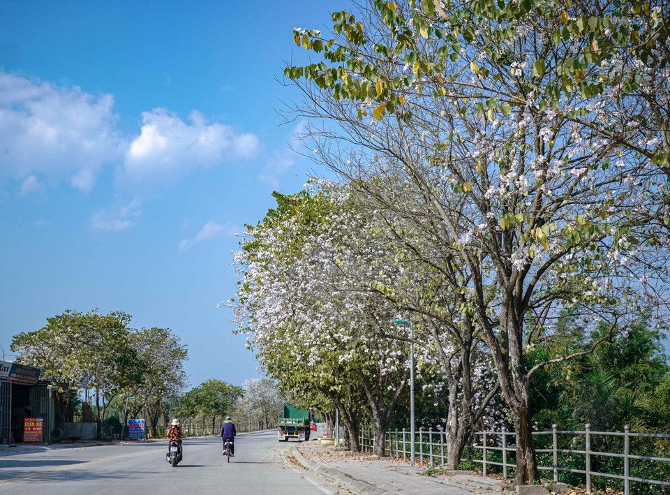 Fleurs de bauhinia dans la rue Nguyen Huu Tho, ville de Dien Bien. Photo: VNA