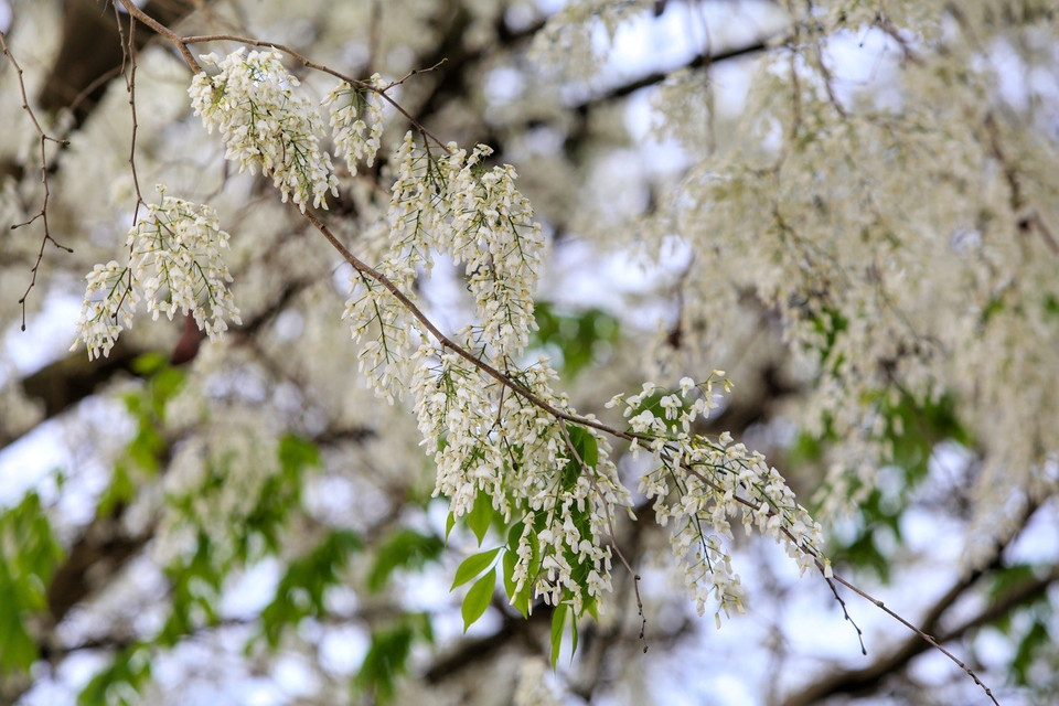 Selon des experts, il y a deux espèces d'arbres "sua" : blanc et rouge. Si les fleurs du premier s'épanouissent entre février et mars, ceux du 2e apparaissent un peu plus tard, en avril. 