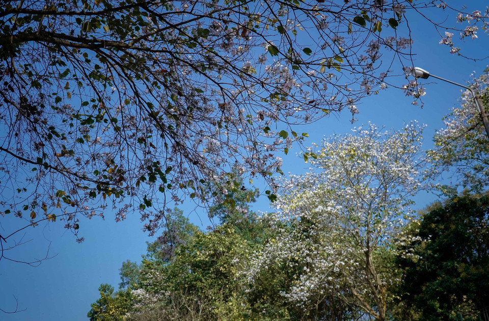 Les fleurs de bauhinia s'épanouissent à la mi-mars. Photo: VNA