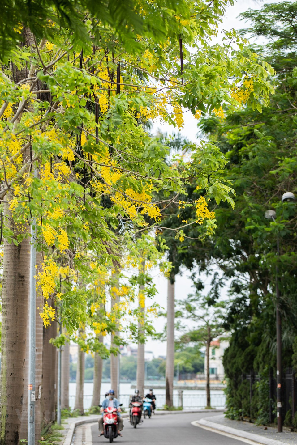 L’automne est sans conteste la saison la plus poétique à Hanoï. Et chacun sait savourer le parfum si atypique des fameuses fleurs dites «sữa» qui marque le début de la saison des feuilles mortes. Ces arbres plantés un peu partout dans la ville embaument surtout les rues Nguyên Du, Quang Trung, Trân Hung Dao, Bà Triêu ou Thanh Niên, au grand plaisir des habitants du quartier et des passants. Le parfum entêtant des fleurs d’Alstonia marque les esprits. Hanoï est vraiment des plus belles à cette période de l’année, lorsque les «fleurs de lait» éclosent. De nombreuses rues sont immergées dans leur parfum suave et unique. Leur odeur forte et âcre est vraiment différente des autres fragrances florales qui embaument la capitale.