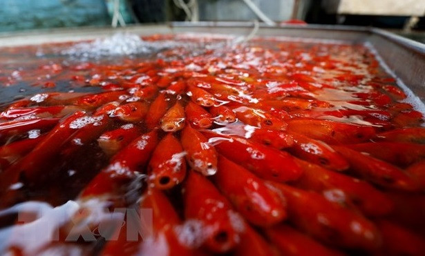 Ông Tao prend soin du foyer de la cuisine et de la famille. Une fois au paradis, il rapporte aux Dieux tout ce qui s’est passé dans les foyers. Ông Tao retourne au paradis sur une carpe. 