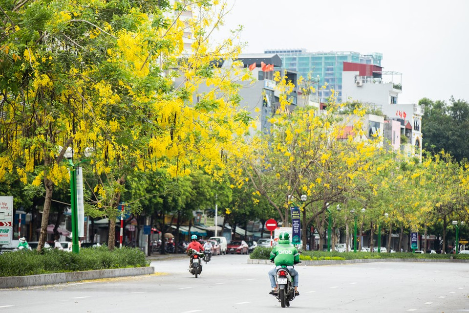 À Hanoï, à chaque saison sa fleur. Si l’été est marqué par les fleurs susmentionnées, le printemps s’embellit avec la beauté radieuse de la fleur de pêcher ou les fleurs blanches de «sưa» (Dalbergia tonkinensis). Pendant les jours de printemps, si vous séjournez dans la ville et avez le temps de vous promener dans ses rues, vous trouverez les fleurs blanches de sua (Dalbergia tonkinensis) dominantes. Présents uniquement à Hanoï, ces arbres en floraison prennent part à son charme fin février-début mars, quand le temps est encore un peu froid, et la distinguent de toutes les autres localités du pays. Leurs fleurs ressemblent à des nuages de coton doux, formant un paysage pittoresque. 