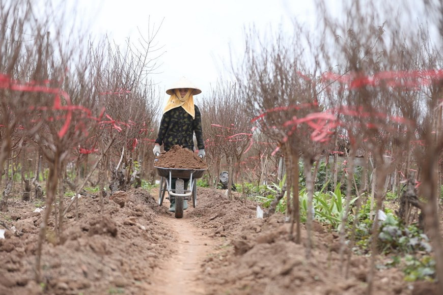 Le Têt traditionnel approche, les horticulteurs entrent dans la haute saison. Photo: VNA