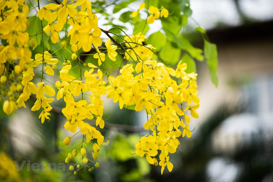 Les fleurs «sữa» s’inscrivent dans l’esprit de chacun lorsque l’on se met à penser à Hanoï avec nostalgie. Les Hanoïens appellent par ailleurs l’automne «la saison des fleurs de lait (alstonia scholaris)». Les arbres d’où elles fleurissent se trouvent le long des rues de la capitale, comme Quan Thanh, Quang Trung et Nguyên Du où l’on trouve les plus vieux spécimens. Leur parfum est vraiment intense, particulièrement du coucher du soleil jusqu’à tard dans la nuit. Blanches comme du lait, d’où leur nom, «hoa sữa», littéralement «fleur de lait», en français, elles n’éclosent qu’à cette période. Les fleurs d’alstonia participent au charme de l’automne hanoïen. 