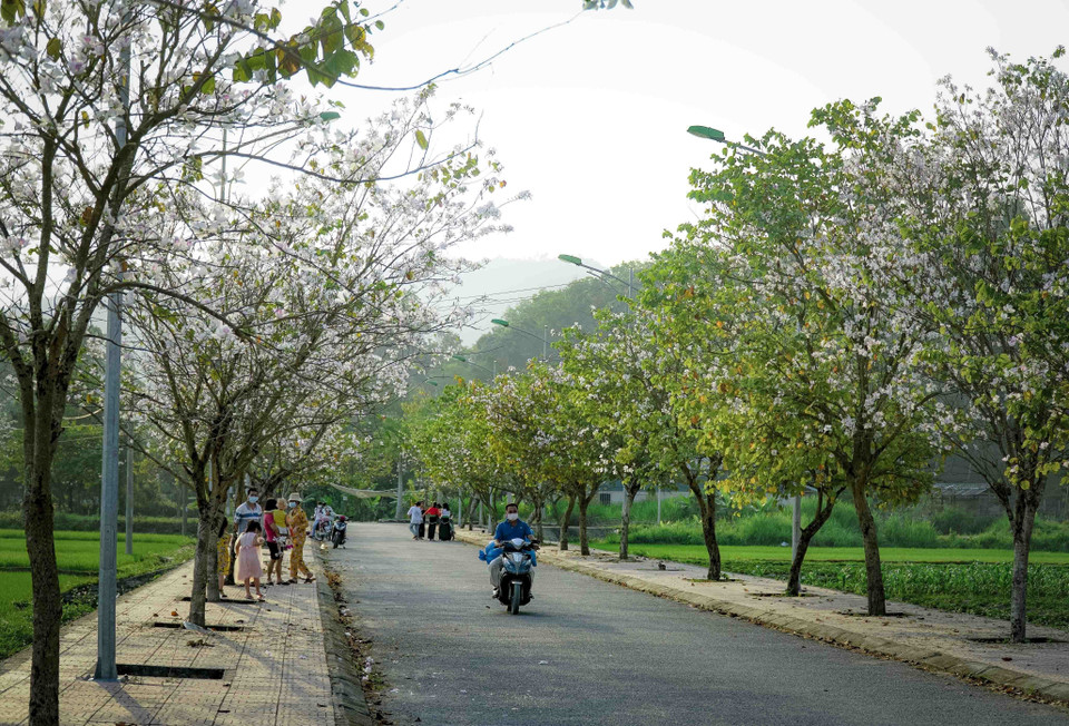 Les rues sont couvertes de fleurs de bauhinia blanches. Photo: VNA
