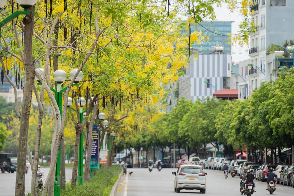 En été, la ville de Hanoï n’est pas seulement attirante avec le jaune de ses Cassia fistula, mais aussi avec le rouge de ses flamboyants et le violet de ses fleurs Bang Lang. Dans le concert estival, les fleurs mauves des Bang Lang (Lagerstroemia speciosa ou lilas des Indes) apportent une note douce à la capitale. Début mai, on voit partout dans les rues de la capitale - Dào Tân, Hoàng Quôc Viêt, Kim Ma, Trân Thai Tông, Nguyên Thai Hoc, Tho Nhuôm, Dinh Tiên Hoang et plusieurs autres -, la couleur mauve des fleurs de Bang Lang qui fleurissent souvent en grappes de 20 cm à 60 cm. Leur feuillage est épais et luisant. 