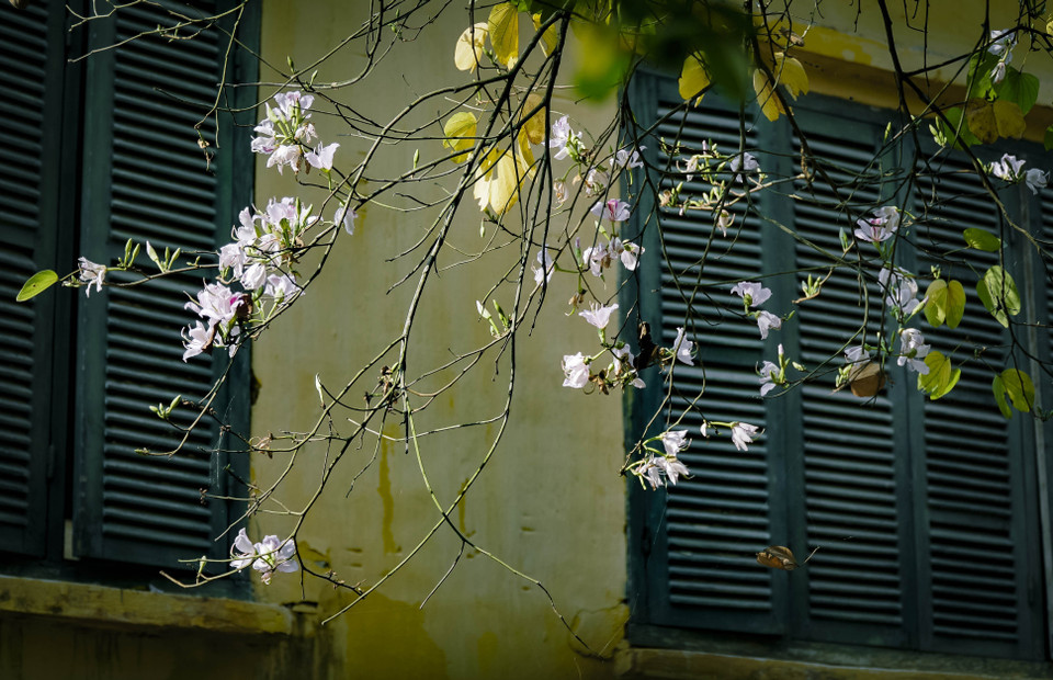 Les fleurs de bauhinia comprennent de nombreuses variétés et sont nommées en fonction de leurs couleurs - bauhinia blanches, roses et violettes. Photo: VNA