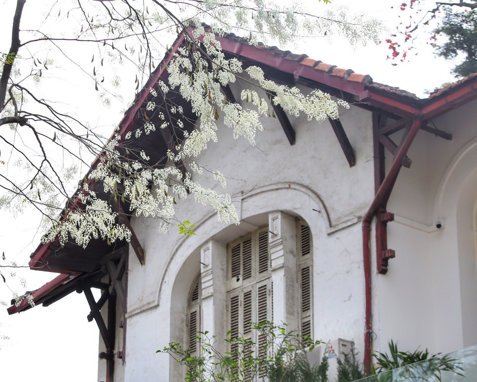 La beauté des fleurs "sua" est étroitement liée à l'image de Hanoï d'antan. 